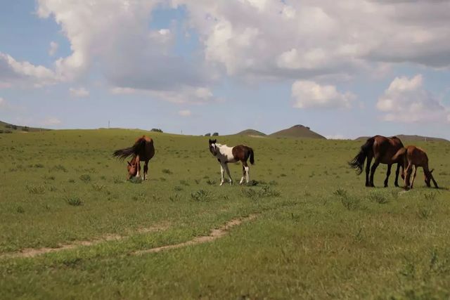 乾港集团高层草原自驾游 乾港集团高层草原自驾游