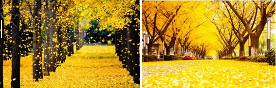 银杏大道 银杏大道